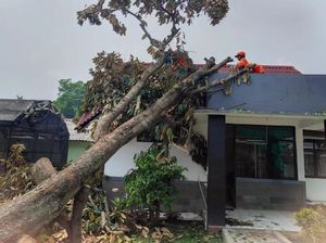 Pohon Duren Tumbang Diempas Angin, Kantor UPT Pertanian di Bogor Tertimpa