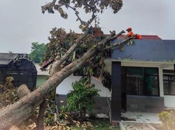 Pohon Duren Tumbang Diempas Angin, Kantor UPT Pertanian di Bogor Tertimpa