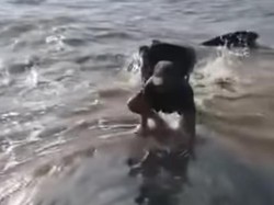 Paus Mati Terdampar di Pulang Pisau, Bangkainya Ditenggelamkan