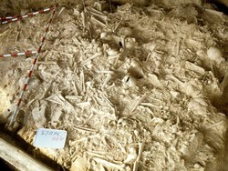 Kuburan Berusia 5 Ribu Tahun Jadi Bukti Perang Canggih pada Zaman Neolitikum Akhir