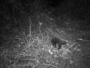 Wow! Hilang Sejak 60 Tahun Lalu, Echidna Langka Khas Papua Terekam Kamera Wow! Hilang Sejak 60 Tahun Lalu, Echidna Langka Khas Papua Terekam Kamera
