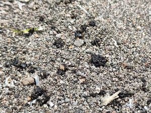 Material Misterius Mirip Aspal Muncul di Pantai Congot Kulon Progo