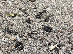 Material Misterius Mirip Aspal Muncul di Pantai Congot Kulon Progo