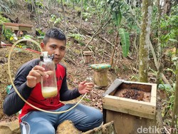 Sembuhkan Urat Kejepit, Pemandu Kini Beternak Madu di Gunung Padang