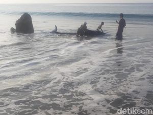 Paus Terdampar di Manggarai Barat gegara Gangguan Navigasi di Tubuhnya