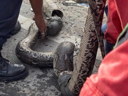 Ngeri! Warga Temukan Ular Piton di Proyek Drainase Pemkot Medan