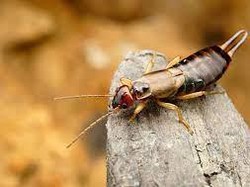 Langkah-langkah Membasmi Cocopet yang Menggelikan dan Rusak Tanaman