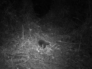 Dikira Punah, Hewan Mamalia Unik Ditemukan di Papua