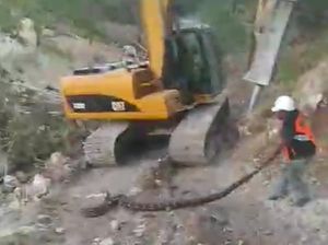 Heboh Pekerja Temukan Ular Piton di Proyek Bawah Jembatan Kupang