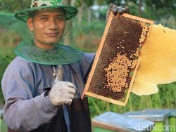 Kisah Petani Jatinom Klaten Raup Cuan dari Budi Daya Lebah Madu