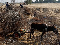 BBM Gaza Habis, Warga Terpaksa Balik ke Zaman Kuno Lagi