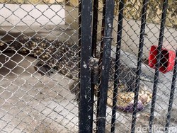 Catat ya, Buaya dan Satwa Liar Lainnya Tidak Boleh Dipelihara!