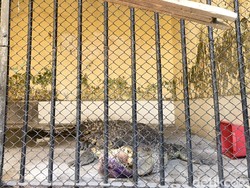 Kasihan, Buaya Peliharaan Pria Surabaya Kondisinya Mengenaskan