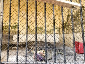 Kondisi Ngenes Buaya 3 Meter yang Dievakuasi dari Rumah Saiful Kondisi Ngenes Buaya 3 Meter yang Dievakuasi dari Rumah Saiful