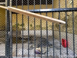 Buaya yang 11 Tahun Dipelihara Saiful Akan Dititipkan ke Lembaga Konservasi