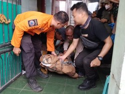 Awal Mula Pria Surabaya Ketahuan Pelihara Buaya Jumbo di Rumah