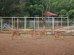 4 Kebun Binatang di Makassar dan Sekitarnya, Cocok untuk Wisata Edukasi