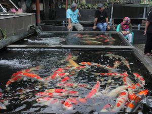 Keren! Indonesia Jadi Eksportir Ikan Hias Terbesar Kedua di Dunia Keren! Indonesia Jadi Eksportir Ikan Hias Terbesar Kedua di Dunia