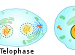 Proses Pembelahan Sel Secara Mitosis, Ini Tahap-tahapannya