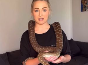 Ngilu! Ular Piton Peliharaan Bintang Porno Gigit Penis