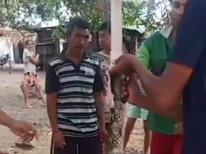 Warga Sembelih-Masak Ular Piton yang Ditemukan di Bawah Jembatan Kupang Warga Sembelih-Masak Ular Piton yang Ditemukan di Bawah Jembatan Kupang