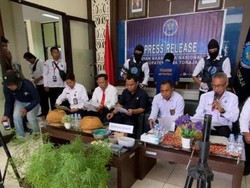 BNN Tana Toraja Bongkar Budi Daya Ganja di Rumah Warga, 1 Orang Ditangkap