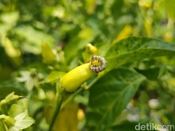 Curhat Petani Cabai di Garongan Kulon Progo Kena Hama Ulat saat Harga Tinggi