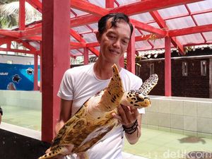 Penyu Batuhiu Pangandaran Melawan Kepunahan Penyu Batuhiu Pangandaran Melawan Kepunahan