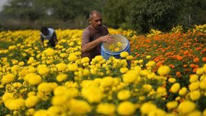 Melihat Panen Bunga Marigold di India untuk Festival Diwali