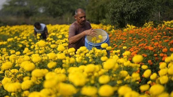 Melihat Panen Bunga Marigold di India untuk Festival Diwali
