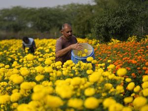 Melihat Panen Bunga Marigold di India untuk Festival Diwali Melihat Panen Bunga Marigold di India untuk Festival Diwali