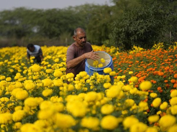 Melihat Panen Bunga Marigold di India untuk Festival Diwali