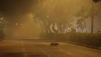 Pagi Berpolusi di New Delhi