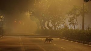Pagi Berpolusi di New Delhi