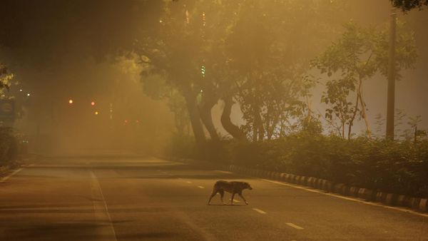 Pagi Berpolusi di New Delhi