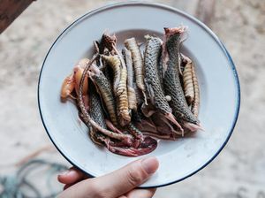 Berisi Cicak hingga Ular, 5 Makanan Ini Berhasil Bikin Heboh Berisi Cicak hingga Ular, 5 Makanan Ini Berhasil Bikin Heboh