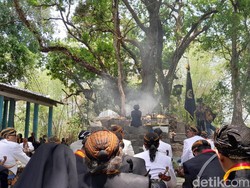 Mahesa Lawung Keraton Solo, Ritual Tanam Kepala Kerbau di Hutan Krendowahono