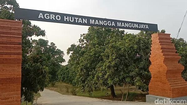 Melihat Hasil Panen dan Aktivitas Petani di Hutan Mangga Indramayu