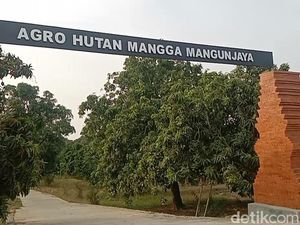 Melihat Hasil Panen dan Aktivitas Petani di Hutan Mangga Indramayu Melihat Hasil Panen dan Aktivitas Petani di Hutan Mangga Indramayu