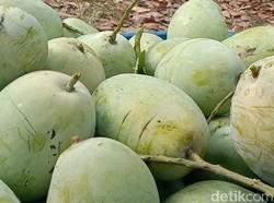 Produksi Mangga Indramayu Turun gegara El Nino