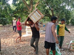 Ironi Petani Mangga Indramayu: Panen Melimpah, Harga Anjlok