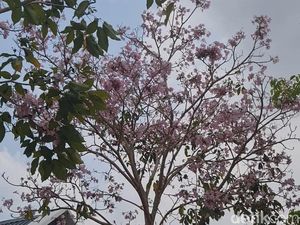 Mengenal Pohon Tabebuya, Berbunga Cantik Mirip Sakura yang Bermekaran di Gowa Mengenal Pohon Tabebuya, Berbunga Cantik Mirip Sakura yang Bermekaran di Gowa