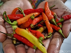 Naik Sejak Oktober, Harga Cabai di Bantul Sentuh Rp 70 Ribu Per Kilogram