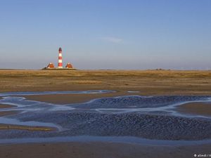 Cacing Laut Berpotensi Merevolusi Dunia Kedokteran