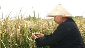 Cara Petani Deteksi Hama lewat Aplikasi Berbasis AI