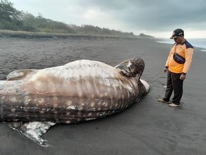 3 Hiu Tutul Terdampar di Kulon Progo dalam Sebulan, Diduga Ini Sebabnya 3 Hiu Tutul Terdampar di Kulon Progo dalam Sebulan, Diduga Ini Sebabnya