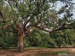 Percaya Tak Percaya, Pohon Mangga di Indramayu Ini Usianya Ratusan Tahun