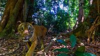 Kamera Pengintai Abadikan Foto Harimau Langka