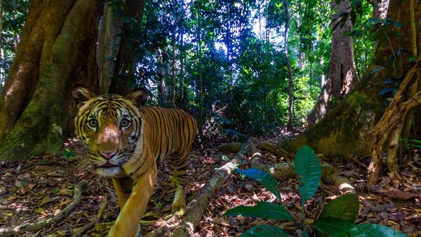 Kamera Pengintai Abadikan Foto Harimau Langka