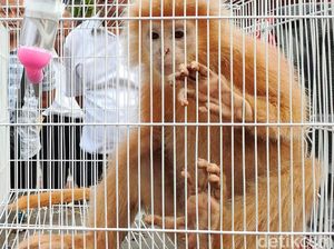 Potret Lutung Jawa Berbulu Emas Diamankan Polisi Potret Lutung Jawa Berbulu Emas Diamankan Polisi
